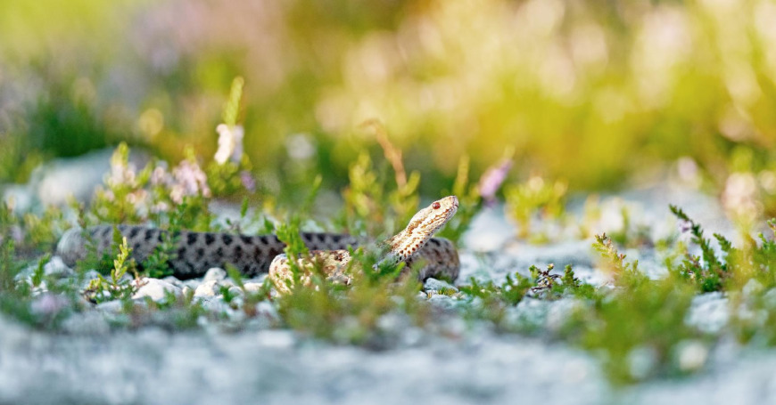 Kyykäärme makaa kasvillisuuden keskellä päätään nostaen