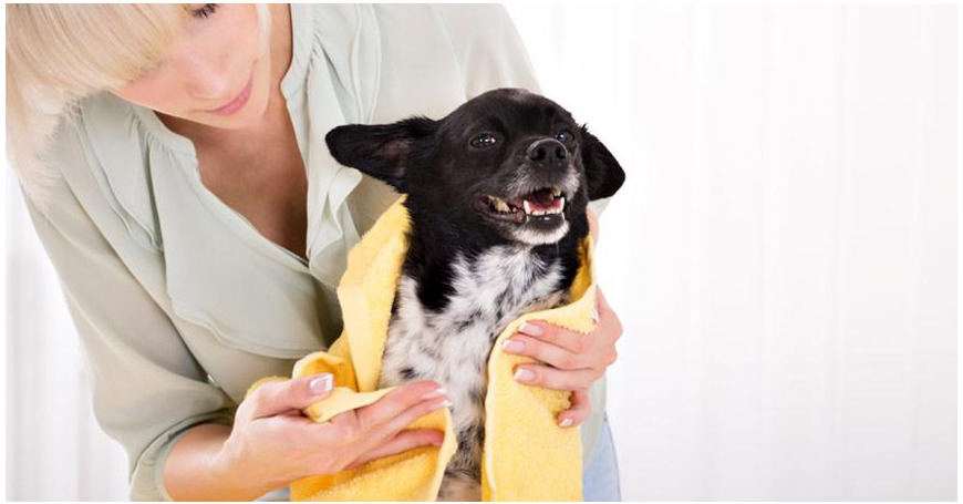 Nainen on pessyt koiransa laadukkaalla ja hellävaraisella shampoolla